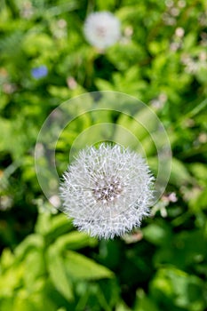 White dandelion flowers in green grass. Fluffy dandelions in the green meadow grass on a sunny morning. Dandelion in the