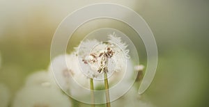 White dandelion flowers grow in the field among the grass and morning mist in summer. Nature