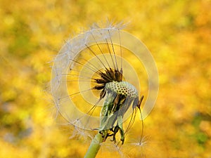 White dandelion fluff