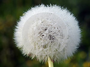 White dandelion fluff