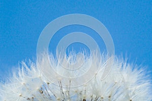 White dandelion fluff in macro with bokeh