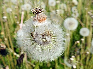 White dandelion fluff in meadow, Lithuania