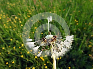White dandelion fluff in meadow, Lithuania