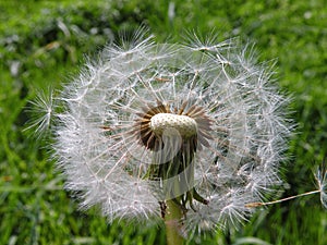 White dandelion fluff in meadow, Lithuania