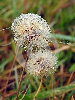 White dandelion fluff in meadow with morning dew, Lithuania
