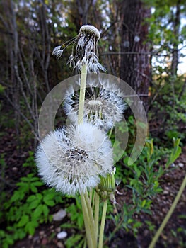White dandelion fluff near trees, Lithuania