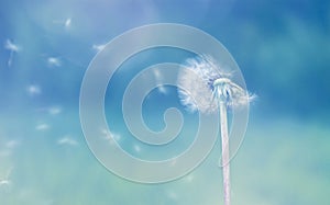 White dandelion with flying seeds in the wind on a blue background