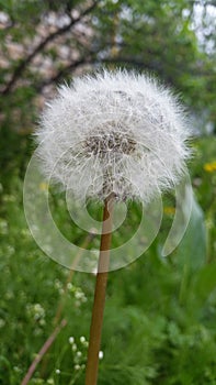 White dandelion photo