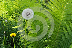 White dandelion and green fern. wild flower.