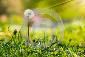White dandelion on green grass blur background