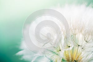 White dandelion in a green grass on a forest meadow. Macro image