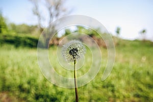 White dandelion on the green grass meadow background. Summer flower wallpaper