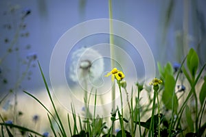 White dandelion between green grass with yellow flowers on blue water background