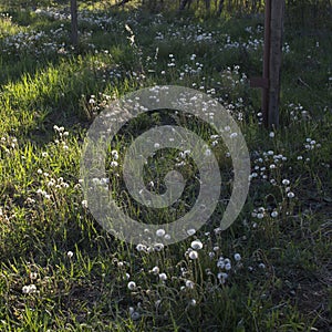 white dandelion on ground