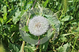 A white dandelion grows in the field.