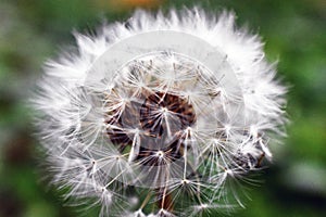 white dandelion in Harford County MD