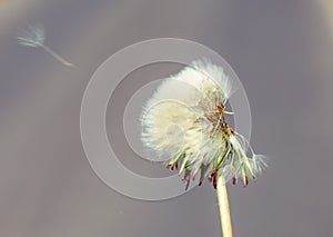 White dandelion head with flying seeds on background