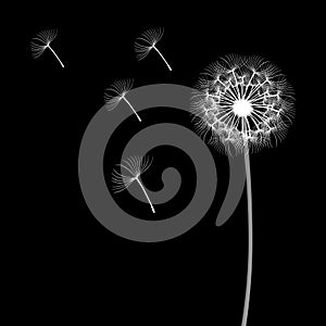 White dandelion isolated on black background, flying spores.