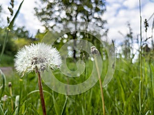 White dandelion macro on green grass field