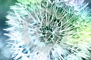 White dandelion in macro style in cold blue and green tonality