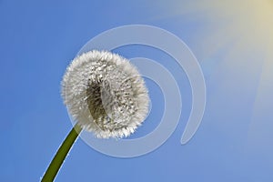 White dandelion over clear blue sky and sunshine