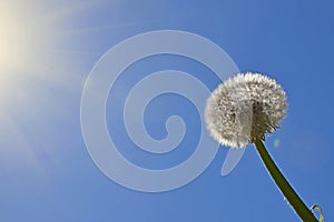 White dandelion over clear blue sky and sunshine
