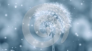 White dandelion reeling from the wind close-up with many soft flying