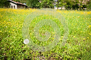 White dandelion seed-head in foreground of yellow buttercups and old building in distance