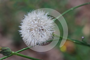 White dandelion seedhead on green stem photo