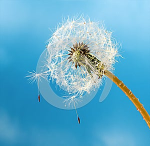 white dandelion with seeds