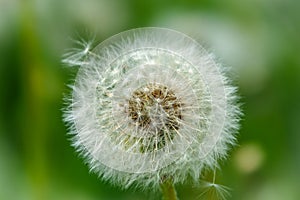 White dandelion with seeds. Blowball of Taraxacum plant