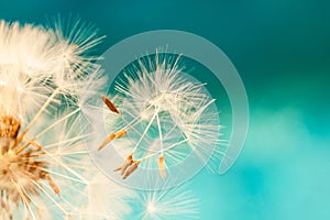 White dandelion seeds blowing in blue turquoise background photo