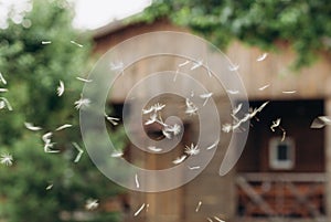 white dandelion seeds fly group blur background