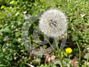 White dandelion with seeds. Forest lawn with melliferous plants. Lawn with flowers. Fluffy sphere or ball. Close up