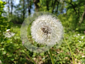 White dandelion with seeds. Forest lawn with melliferous plants. Lawn with flowers. Fluffy sphere or ball. Close up