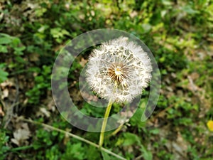 White dandelion with seeds. Forest lawn with melliferous plants. Lawn with flowers. Fluffy sphere or ball. Close up