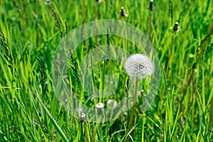 White dandelion with seeds in a green grass field on a sunny day