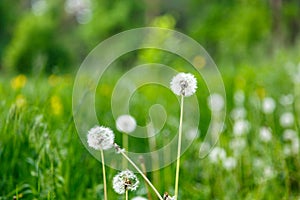 White dandelion seeds on natural blurred green background, close up. White fluffy dandelions, meadow. Summer, spring