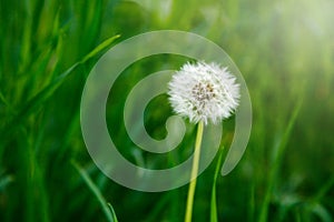 White dandelion seeds on natural blurred green background, close up. White fluffy dandelions, meadow. Summer, spring, nature