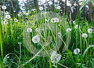 White dandelion seeds on natural blurred green background, close up. White fluffy dandelions, meadow. Summer, spring, nature