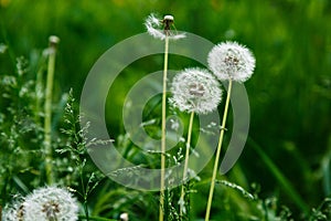 White dandelion seeds on natural blurred green background, close up. White fluffy dandelions, meadow. Summer, spring, nature