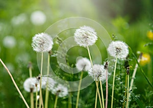 White dandelion seeds on natural blurred green background, close up. White fluffy dandelions, meadow. Summer, spring, nature