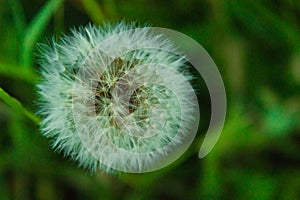 White dandelion seeds on natural blurred green background, close up. White fluffy dandelions, meadow. Summer, spring, nature.