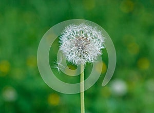 White dandelion seeds on natural blurred green background, close up. White fluffy dandelions, meadow. Summer, spring, nature