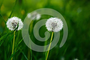 White dandelion seeds on natural blurred green background, close up. White fluffy dandelions, meadow. Summer, spring, nature