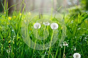 White dandelion seeds on natural blurred green background, close up. White fluffy dandelions, meadow. Summer, spring, nature