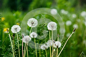 White dandelion seeds on natural blurred green background, close up. White fluffy dandelions, meadow. Summer, spring, nature