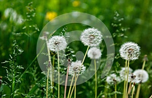 White dandelion seeds on natural blurred green background, close up. White fluffy dandelions, meadow. Summer, spring, nature