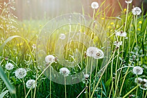 White dandelion seeds on natural blurred green background, close up. White fluffy dandelions, meadow. Summer, spring, nature