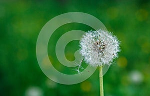 White dandelion seeds on natural blurred green background, close up. White fluffy dandelions, meadow. Summer, spring, nature